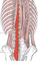 <p>O: Vertebral arches from C2-S4</p><p>I: Spines along the entire vertebral column from C2-S4</p><p>N: Spinal nerves</p><p>Fx: Laterally flexes, rotates, and extends the vertebral column</p>