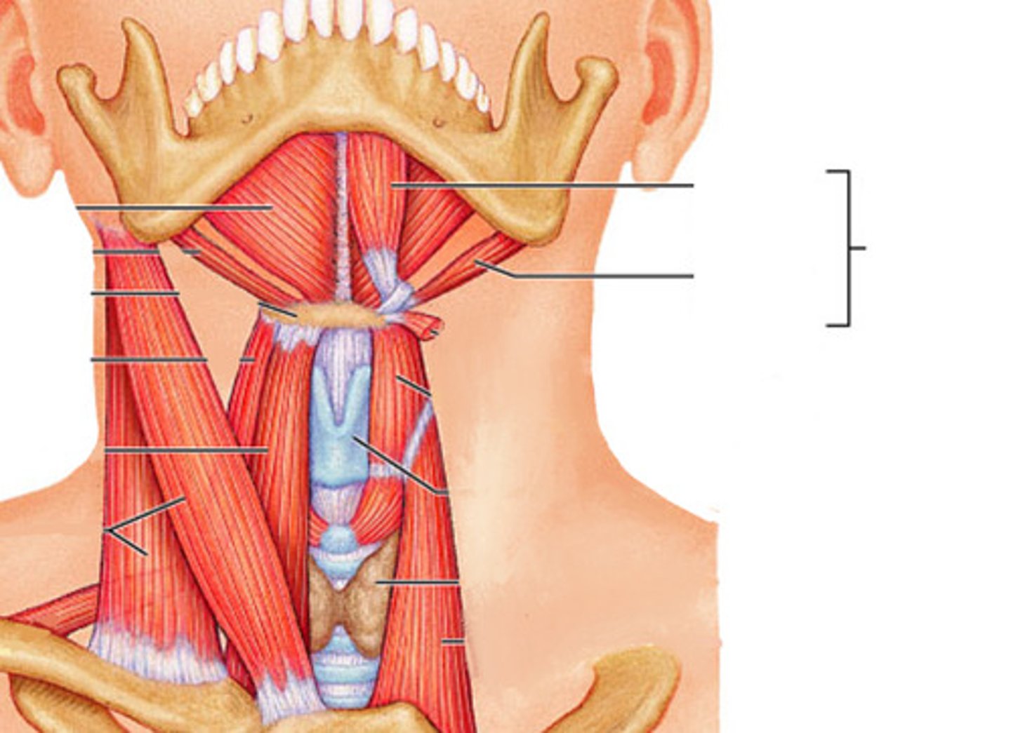 <p>Location: At center of mandible and end of mandible</p><p>Action: Depress mandible</p>