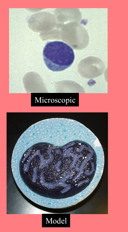 <p><span style="font-family: Arial, sans-serif;">agranular (lack visible cytoplasmic granules)</span></p><p>Round nucleus </p><p>• Small cells 6 - 9 microns </p><p>• Large cells 10 - 14 microns </p><p>– increase in number during viral infections</p><p class="MsoNormal">About <strong>25%</strong> of the WBCs</p><p class="MsoNormal">T lymphocytes (T cells) - <strong><u>immune response</u></strong></p><p class="MsoNormal">B lymphocytes (B cells) - <strong><u>produce antibodies</u></strong></p>