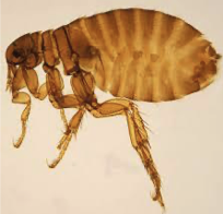 <ul><li><p>bed bug </p></li><li><p>bed bug bites </p></li></ul><p></p>
