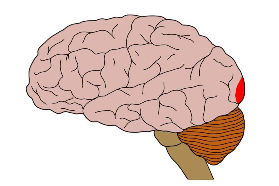 <p>The primary visual cortex</p>