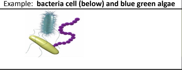 <p>-Lacks a true nucleus</p><p>-Does not have membrane bound organelles</p><p>-DNA in a prokaryote is a single circular molecule</p><p>-Have no mitochondria, chloroplasts, Golgi bodies, lysosomes, vacuoles, or endoplasmic reticulum</p><p>-Have a cell wall and a cell membrane</p>
