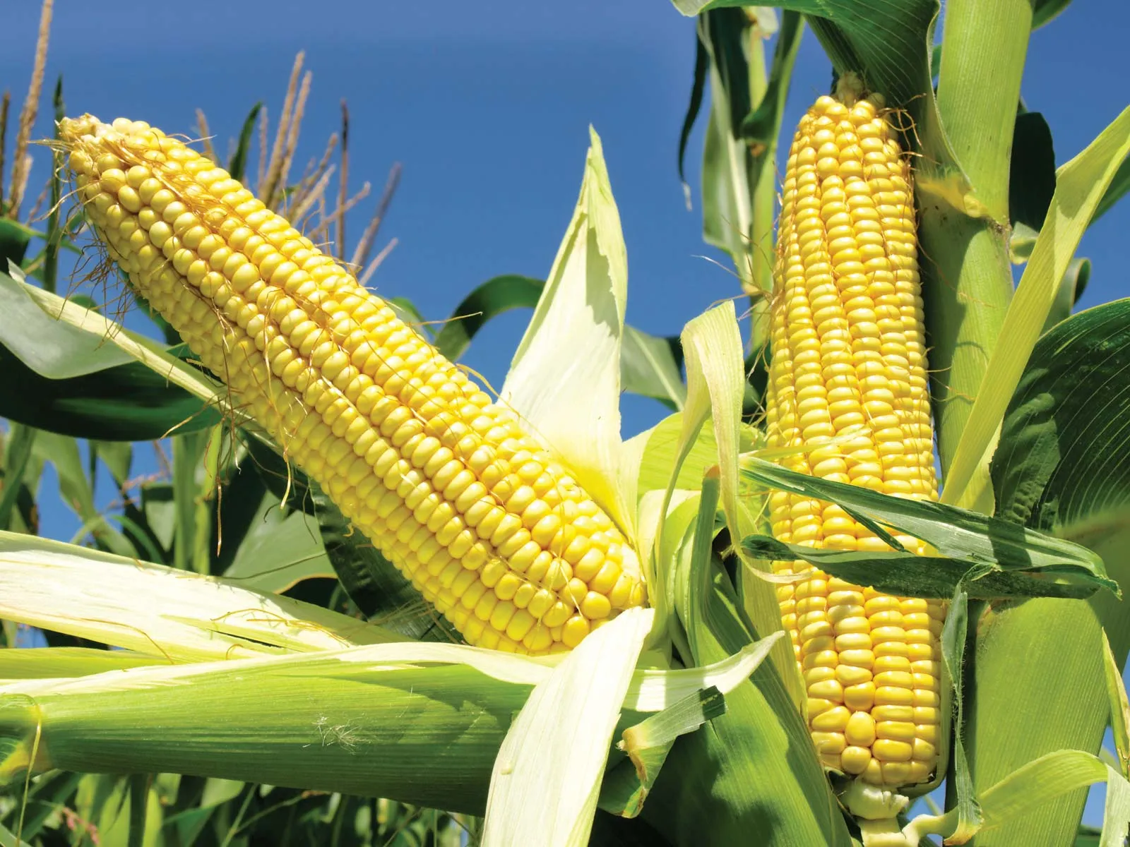 <p><strong>Common Name</strong>: Corn, mais, maize</p><p><strong>Parts Used</strong>: <span style="background-color: transparent; font-family: "Helvetica Neue", sans-serif;">Hairs and cobs</span></p><p><strong>Use/s</strong>: <span style="background-color: transparent; font-family: "Helvetica Neue", sans-serif;">Diuretic, antidiabetic, anti-tumor necrosis, antibacterial, anti-inflammatory</span></p><p><strong>Major Metabolites</strong>: <strong><u>Maysin (flavonoids)</u></strong>; <span style="background-color: transparent; font-family: "Helvetica Neue", sans-serif;">phenols, tannins, saponins, alkaloids, phlobatannins, cardiac glycosides</span></p>