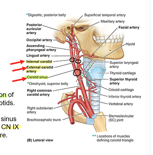 <ul><li><p>common carotid</p><ul><li><p>internal &amp; external</p></li></ul></li><li><p><strong>carotid sinus</strong> at <strong>bifurcation </strong>of internal &amp; external</p><ul><li><p>baroreceptors in carotid sinus via carotid branch of CN IX to regulate bp</p></li></ul></li></ul><p></p>