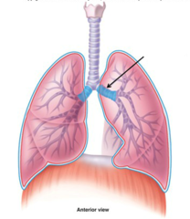 <p>help push air to and from the lungs</p>