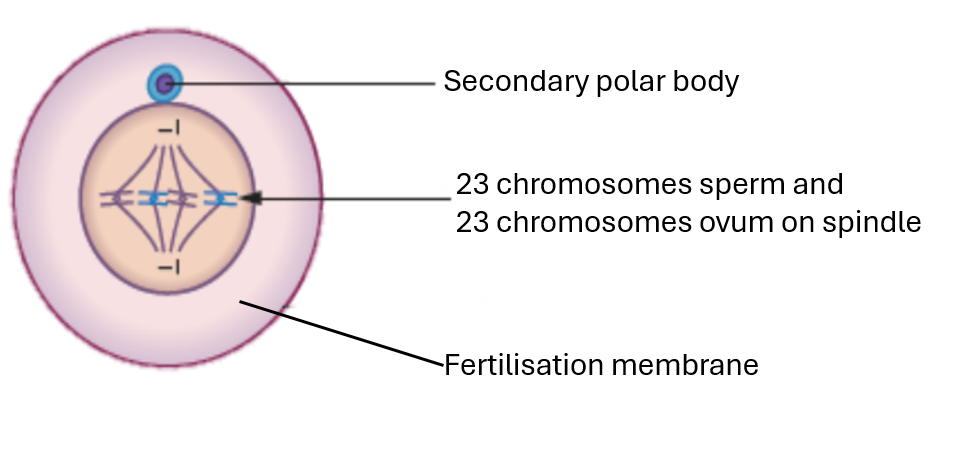 <p>label the secondary oocyte after fertilisation</p>