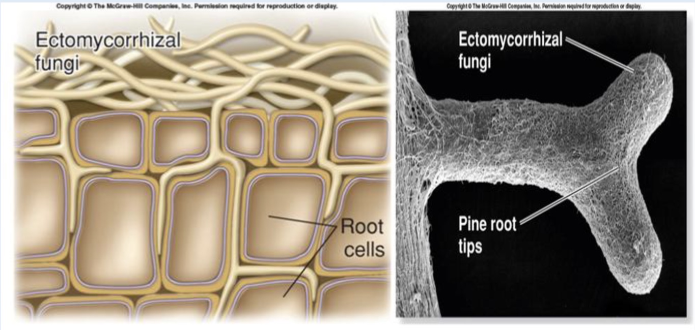 <p>symbiotic relationship between a fungus and a plant</p><p>• The plant give the fungus carbohydrates</p><p>• The fungus helps increase mineral and water absorption for the plant.</p><p>• About 90% of land plants have mycorrhizal fungi.</p><p></p>