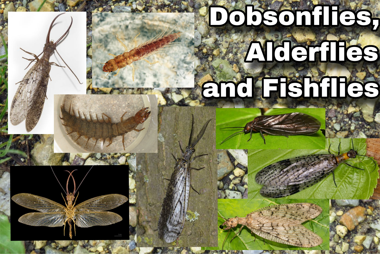 <p>Dobsonflies, Alderflies, Fishflies</p>