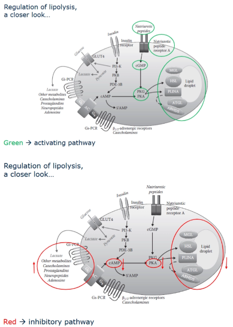 <p>Lipolysis is tightly regulated by hormonal signaling pathways:</p><p><strong>Stimulation (lipolysis ON):</strong></p><ul><li><p>Catecholamines bind to <strong>Gs-coupled receptors</strong> →</p></li><li><p>↑ cAMP →</p></li><li><p>Activation of <strong>protein kinase A (PKA)</strong> →</p></li><li><p>Activation of lipases.</p></li></ul><p>Alternative pathway:</p><ul><li><p>Natriuretic peptides →</p></li><li><p>↑ cGMP →</p></li><li><p>Activation of <strong>protein kinase G (PKG)</strong>.</p></li></ul><p><strong>Inhibition (lipolysis OFF):</strong></p><ul><li><p>Insulin:</p><ul><li><p>Decreases cAMP levels.</p></li><li><p>Prevents activation of PKA.</p></li><li><p>Suppresses lipolysis.</p></li></ul></li></ul><p><strong>Key proteins:</strong></p><ul><li><p><strong>Perilipin 1:</strong> Protects lipid droplet in basal state.</p></li><li><p><strong>ABHD5 (CGI-58):</strong> Activates ATGL when released.</p></li><li><p><strong>ATGL:</strong> TAG → DAG</p></li><li><p><strong>HSL:</strong> DAG → MAG</p></li><li><p><strong>MGL:</strong> MAG → glycerol</p></li></ul><p>PKA phosphorylation removes perilipin protection, allowing lipases access.</p>
