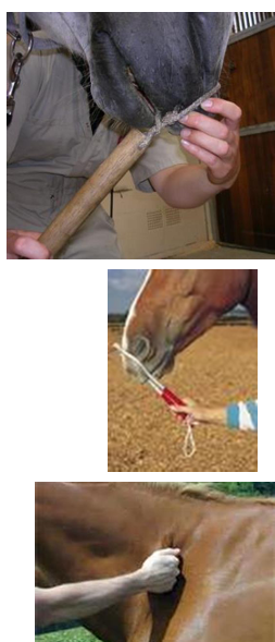 <ul><li><p>works by releasing endorphins into the blood stream raising pain threshold causing the horse to go into  a sedative state</p></li><li><p>horse should also be wearing a headcolllar and o bit when twitch is placed</p></li><li><p>not all accet and may become violent and dangerous</p></li><li><p>should not be left on for more than 5-10min</p></li><li><p>mske sure it is not rubbing on gums or so tight resulting in lesions</p></li></ul><p></p>