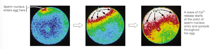 <p>How is polyspermy prevented and what role does calcium play?</p>