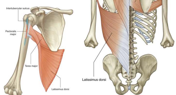 <p>Latissimus dorsi</p>