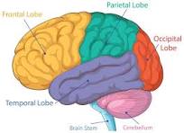 <p>brain stem</p>