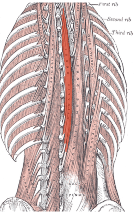 <p>Identify the highlighted muscle </p>