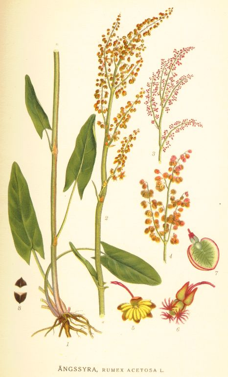 <p>Ängssyra   (Polygonaceae = Slideväxt) (Litet röda blommor)(Flikar längst ner i bladen pekar neråt)</p>