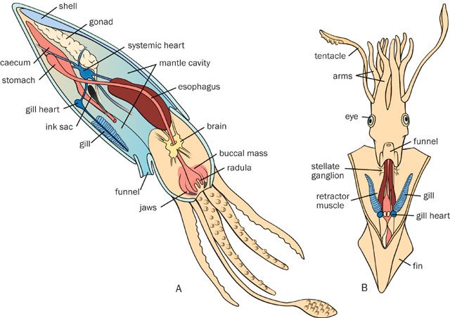 <p>includes squids, octopuses, and cuttlefish</p><p>they’re active predators:</p><ul><li><p>have beak-like jaws</p></li><li><p>surrounded prey with tentacles that contain suckers (modified foot)</p></li><li><p>use jaws to bite their prey and then inject poison-neurotoxin (secreted by salivary glands) to immobilize the victim</p></li></ul><p>mantle covers the visceral mass, but shell is reduced and internal in squids, missing in many octopuses, and exists externally only in chambered nautiluses</p><p>water-jet propulsion:</p><ul><li><p>squids contract mantle cavity and fire a stream of water through the excurrent siphon (funnel)</p></li><li><p>by pointing siphon in different directions, the squid can rapidly move in diff directions</p></li></ul><p>digestion:</p><ul><li><p>complete digestive system (separate mouth and anus) specialized for its carnivorous lifestyle</p></li></ul><p>circulation:</p><ul><li><p>cephalopods are the only mollusks w/ a closed circulatory system</p></li></ul><p>respiration:</p><ul><li><p>their breathing structures are a pair of gills which are ventilated by muscle movements of the mantle</p></li></ul><p>nervous system:</p><ul><li><p>they also have well-developed sense organs such as single lens eyes and complex brain</p></li></ul><p>chromatophores:</p><ul><li><p>specialized pigmented, light reflecting organelles in their skin cells</p></li><li><p>these organelles allow the animals to camouflage themselves</p></li></ul><p>features:</p><ul><li><p>funnel—structure used to eject water for movement or wastes, sexual products, and ink</p></li><li><p>eyes—highly advanced structures that can form very clear images</p></li><li><p>chromatophores—pigmented organelle on skin that can change color rapidly</p></li><li><p>funnel retractor muscles—used to control flow out of funnel</p></li><li><p>ink sac—holds ink </p></li><li><p>pen—functions as skeletal support</p></li></ul><p></p>
