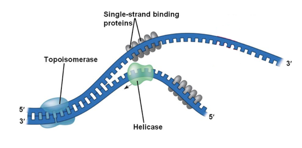 <p>breaks hydrogen bonds between complimentary nucleotides</p>