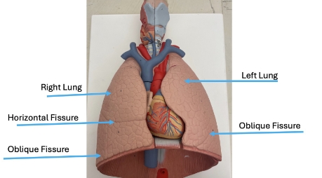 <p>left lung, oblique fissure, oblique fissure, horizontal fissure, right lung</p>