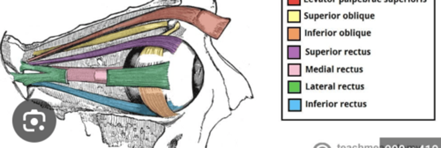 <p>What is the innervation of CN III of the inferior division?</p>