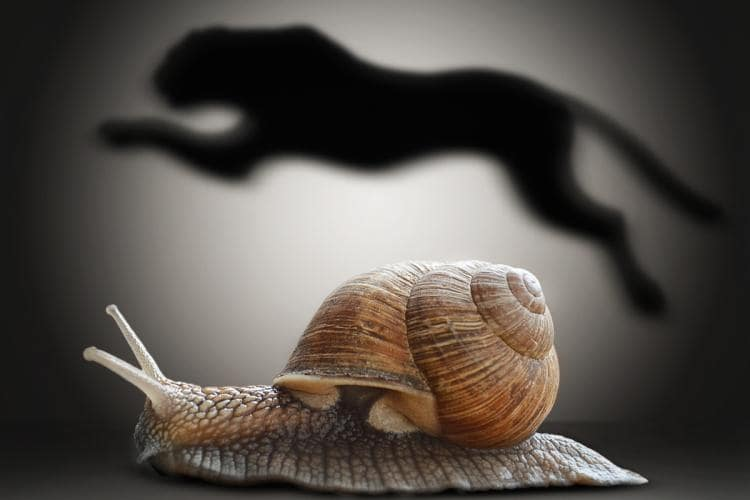 <p>Snails are _____</p>