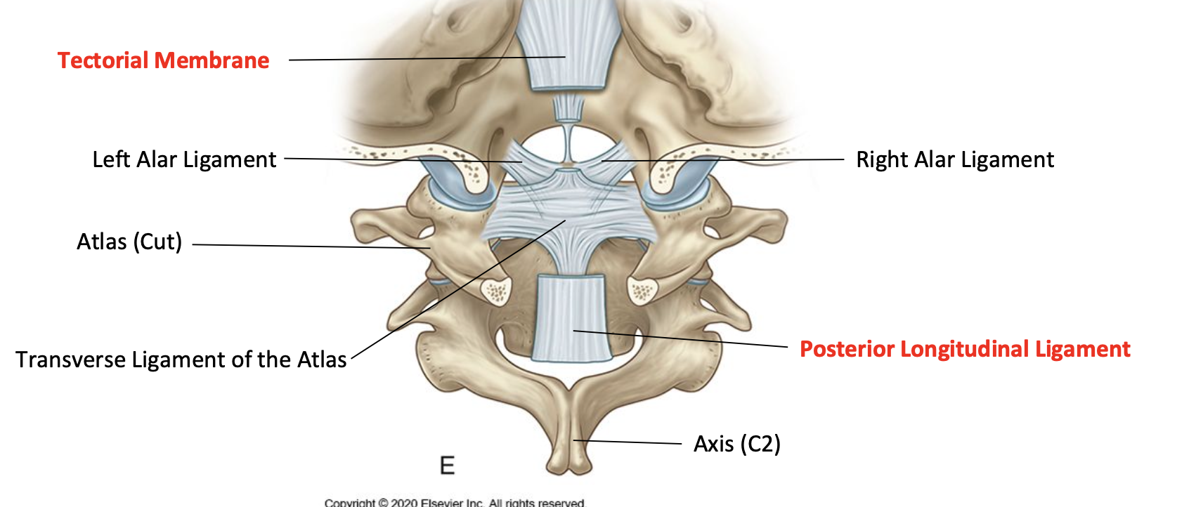<p>What is the tectorial membrane a continuation of </p>