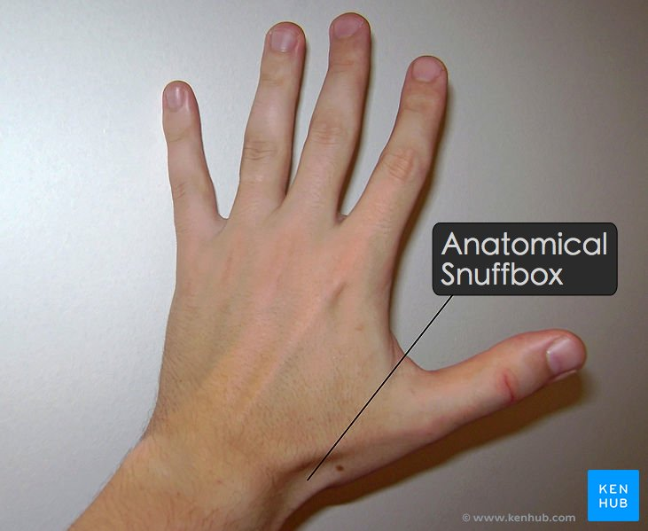 <ul><li><p>redness, heat, swelling - could mean inflammation or bursitis</p></li><li><p>visible deformities</p></li><li><p>TMJ weakness/pain/crepitus</p></li><li><p>pain during squeeze test - could mean rheumatoid or psoriatic arthritis</p></li><li><p>anatomic snuffbox tenderness - could mean scaphoid fracture</p></li></ul><p></p>