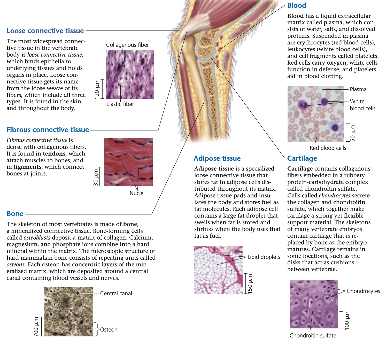 <ul><li><p>Loose connective tissue</p></li><li><p>Fibrous connective tissue</p></li><li><p>Bone</p></li><li><p>Blood</p></li><li><p>Adipose tissue (fat)</p></li><li><p>Cartilage (fibers tissue that secretes collagen)</p></li></ul><p></p>