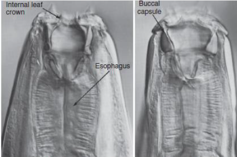 <p>Identify the suborder of Bursates (Strongylida) that show this characteristic of large buccal cavities</p>