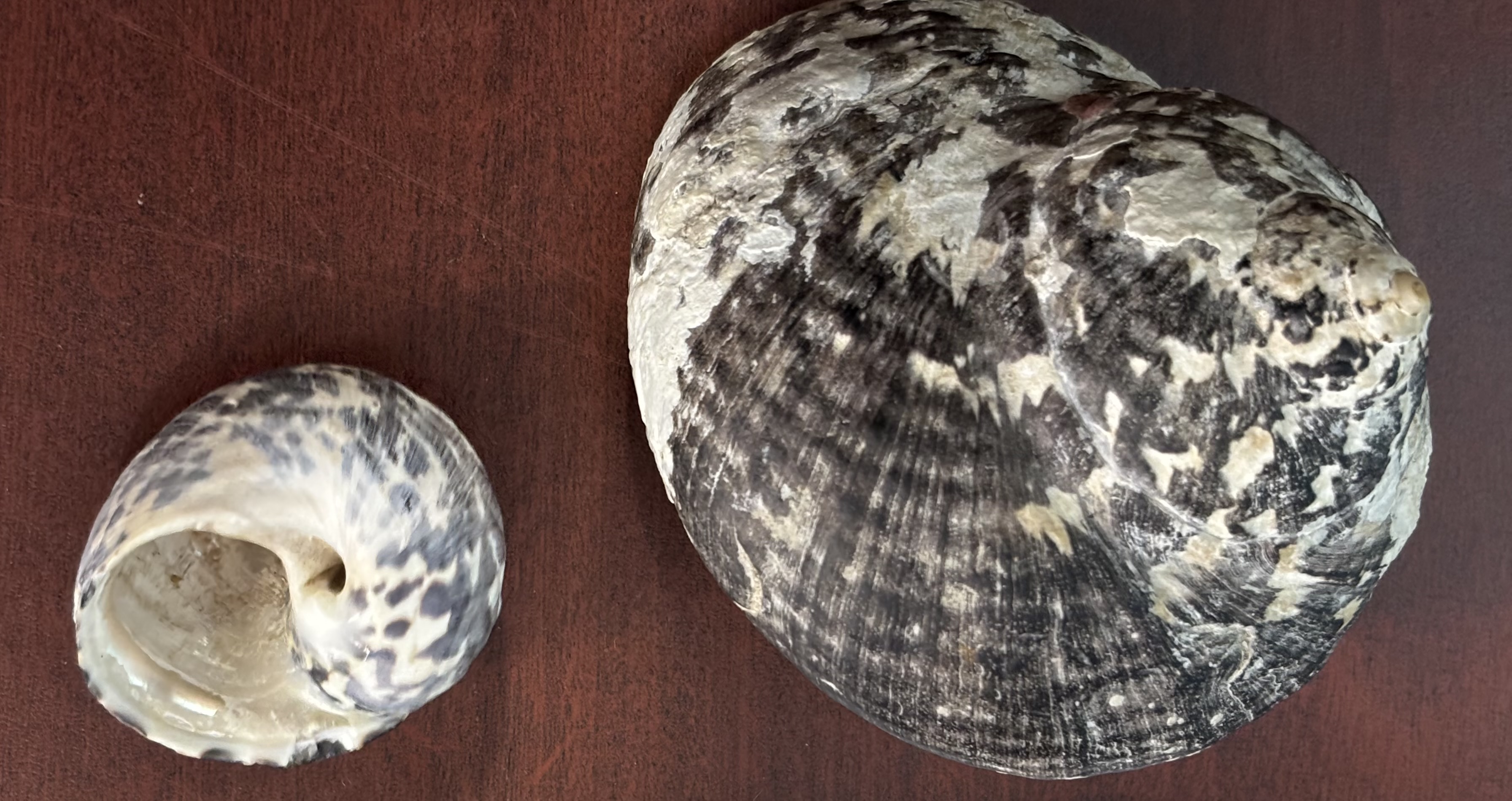 <p><strong>FILO<br>CLASE</strong><br><strong>SUBCLASE</strong><br><strong>FAMILIA</strong><br><strong>GÉNERO</strong><br><strong>NOMBRE COMÚN<br>CARACTERÍSTICAS</strong><br><strong>RÁDULA<br>ALIMENTACIÓN <br>HÁBITAT</strong></p>