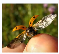<p>Fore wings are modified elytra which cover hind wings at rest.</p>