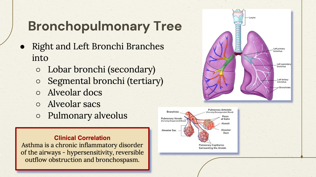 <p>Lobar bronchi (secondary) —> segmental bronchi (tertiary) —> Alveolar docs—> Alveolar sacs—> Pulmonary alveolus </p><p></p><p>Larynx (voice box)</p><p> ↓</p><p>Trachea (windpipe)</p><p> ↓</p><p>Primary Bronchi</p><p> ↓</p><p>Secondary (Lobar) Bronchi</p><p> ↓</p><p>Tertiary (Segmental) Bronchi</p><p> ↓</p><p>Bronchioles</p><p> ↓</p><p>Alveolar Ducts</p><p> ↓</p><p>Alveolar Sacs</p><p> ↓</p><p>Alveoli </p><p></p><p></p>