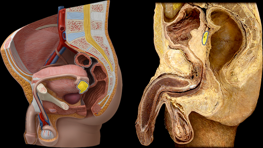 <p>What part of the male pelvis is this</p>