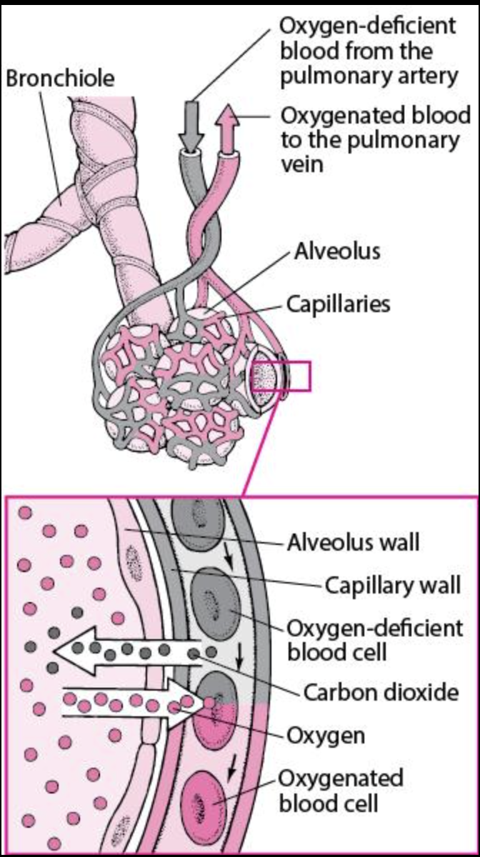 <p><span>gas exchange between the lungs and the blood</span></p><ul><li><p>Happens in the <strong>alveoli (air sacs in lungs)</strong></p></li><li><p>Oxygen → moves into blood</p></li><li><p>Carbon dioxide → moves into lungs</p></li></ul><p><span data-name="point_right" data-type="emoji">👉</span> This is where gas actually <strong>enters/leaves the blood</strong></p>