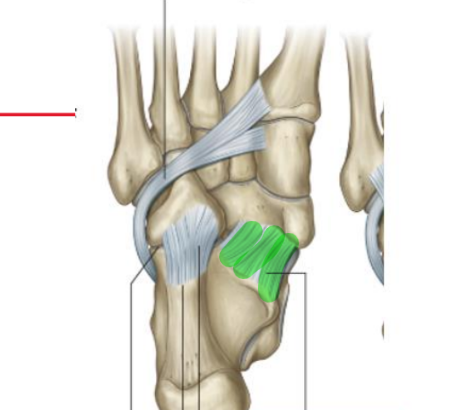 <ul><li><p>AKA plantar calcaneonavicular ligament</p></li><li><p>broad, thick ligament</p></li><li><p>sustentaculum tali to plantar surface of navicular</p></li><li><p>connection from calcaneus to navicular</p></li><li><p><strong>function</strong></p><ul><li><p>helps maintain medial longitudinal arch</p></li></ul></li></ul><p></p>