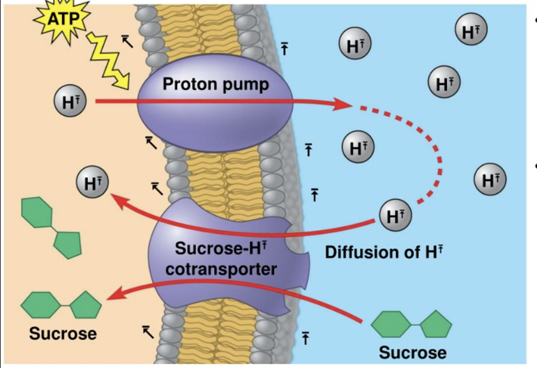 <ul><li><p>Cotransport</p></li><li><p><strong>Proton Pump</strong>: H+ out, sucrose in</p></li></ul><p></p>