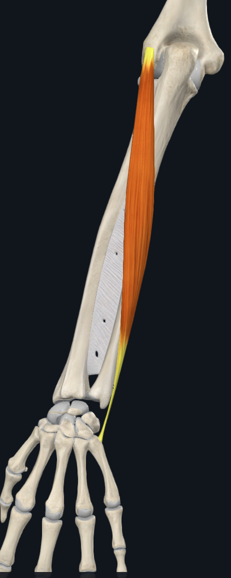 term image