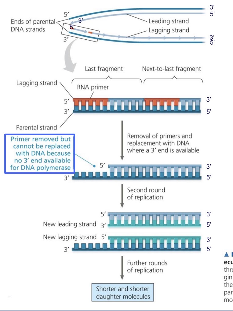 <ul><li><p>problematic because the DNA strand shorten at each replication because DNA polymerase can only add to the 3’ end but at the very end of the lagging strand there is no 3’ end, the RNA primer is removed and no nucleotides replace them</p></li><li><p>Telomeres - are a repetitive non coding sequence at the end of linear chromosomes that are shortened instead of genes</p></li></ul><p></p>
