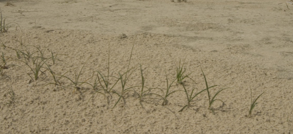 <p>how is this growthform called</p>
