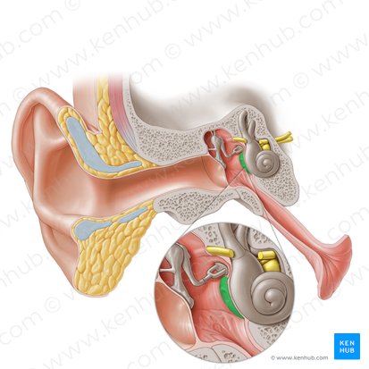 <p>What body cavity is this?</p>