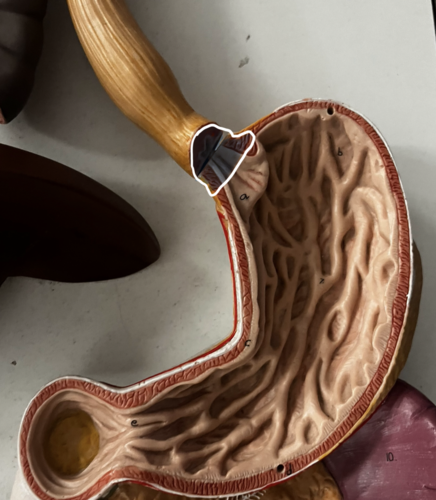 <p>Identify this structure</p>