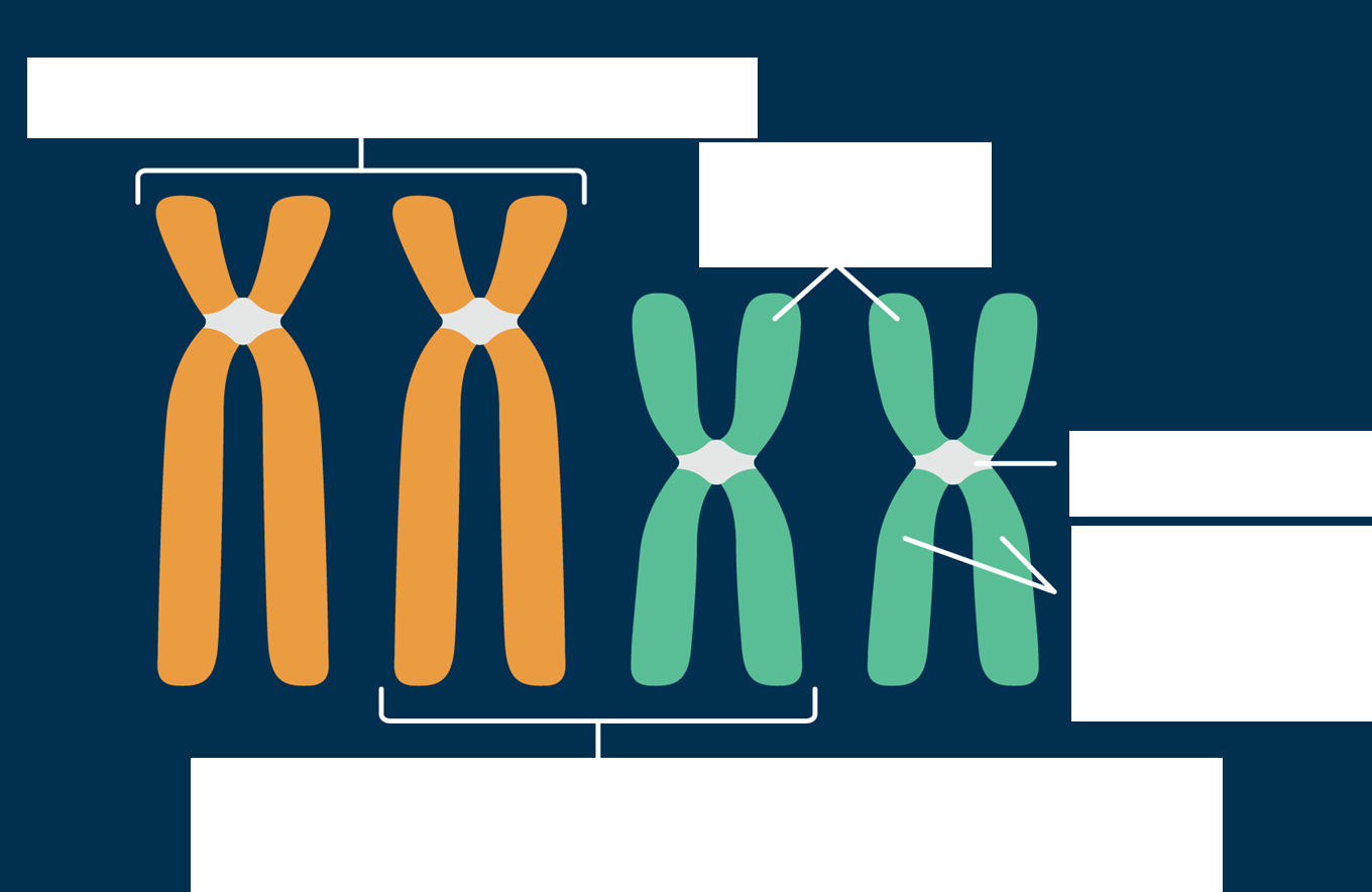 <p>Define centromere and sister chromatids. Be able to identify them from a description or illustration.</p>