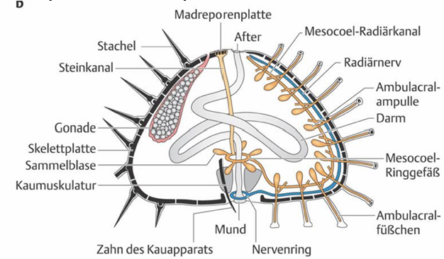 <ul><li><p>Irregularia: Unregelmäßige Seeigel -> Herzseeigel, Sanddollar</p><ul><li><p>Sekundäre Bilateralsymmetrie aber mit radialer Fünfteilung</p></li><li><p>flach oder herzförmig</p></li><li><p>Ambulacrum (Pentalodien) liegt in Symmetrieebene, zeigt nach vorn in Bewegungsrichtung,<span style="color: rgb(247, 21, 21);"> Mund und After auf Unterseite</span></p></li><li><p>Flache aus Kalkplättchen zusammengesetztes Skelett mit dünner Epidermis und Cilien (Flimmerepithel zum Nahrungstransport)</p></li></ul></li><li><p>Regularia: regelmäßige pentamere Symmetrie</p><ul><li><p>5 Doppelreihen Ambulacralplatten mit paarigen Füßchenporen, 5 Doppelreihen Interambulacralplatten</p></li><li><p>Kugeliges Skelett (Corona)</p></li><li><p>Unpaarige Schlussplatte am Periproct (Analfeld), After, aboral</p></li><li><p>Oral: fester Ring aus Platten und Peristom (Mundfeld)</p></li></ul></li></ul><p></p>