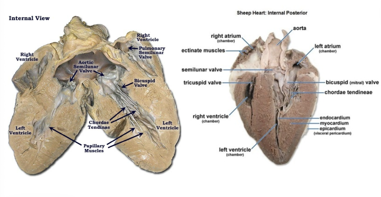 <p>- bicuspid valve</p><p>- aortic semilunar valve</p><p>- chordae tendinae</p><p>- papillary muscles</p>