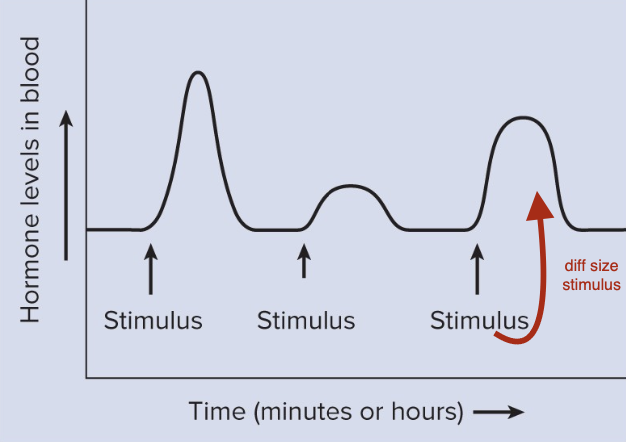 <p>Acute hormone secretion </p>