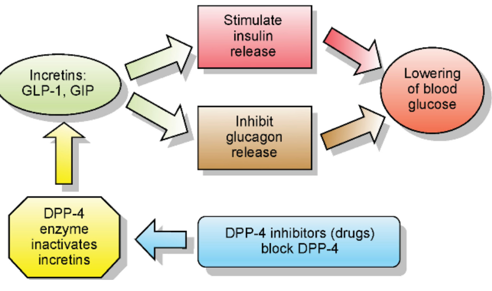 <p>GLP1 Pathway Response:</p><p>GLP1 is made by cells located in the intestines and brain. It is made during nutrient uptake. It is very short lived and probably is released by these cells to preserve beta cells when blood sugar levels are not being well maintained. Our GLP1 doesn’t survive long in circulation, hence the large impact of the pharmaceutical version.</p><p>The GLP-1 agonists are medications that activate the GLP-1 receptor and have much longer lifespans in circulation. They were created to treat blood sugar problems, but seem to play a role in a weirdly large number of systems.</p>