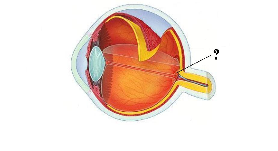 <p>Identify the indicated structure</p>