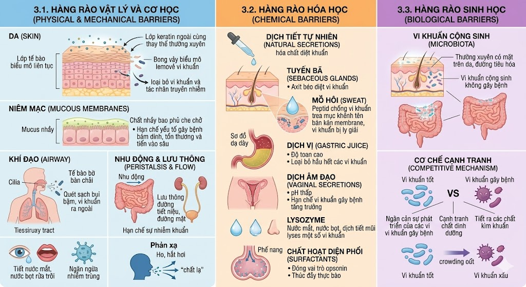 <p><span style="color: red;">D. Lông, tóc</span></p><p>_Hàng rào vật lý: phản xạ ho, hắt hơi (tống các chất lạ ra ngoài)</p><p>_Hàng rào hoá học: acid béo (tuyến bã), peptide (mồ hôi) <span data-name="arrow_right" data-type="emoji">➡</span> chống vi khuẩn</p><p>_Độ toan cao trong dịch dạ dày <span data-name="arrow_right" data-type="emoji">➡</span> loại bỏ hầu hết vi khuẩn trong điều kiện bình thường</p><p>YDS, 42, 43</p>