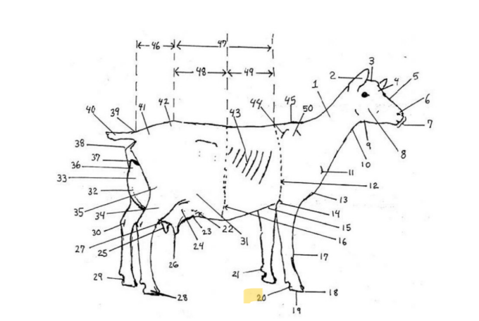 knowt flashcard image