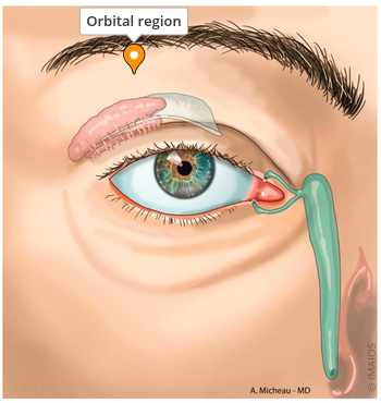 <p>the bony eye socket</p>