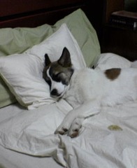 <p>to sleep</p>